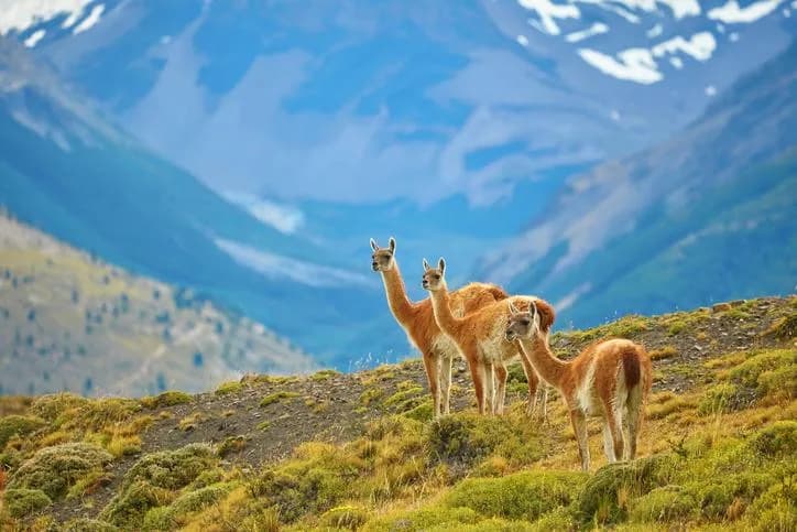 Tres guanacos en una ladera de la Patagonia austral con la Cordillera de los Andes de fondo