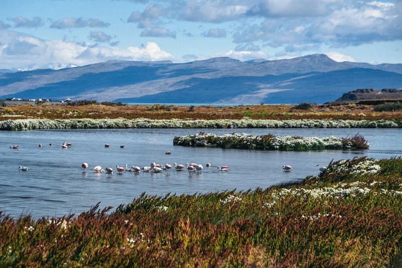 Laguna Nimez: Complete Guide to El Calafate's Urban Nature Reserve (2026)