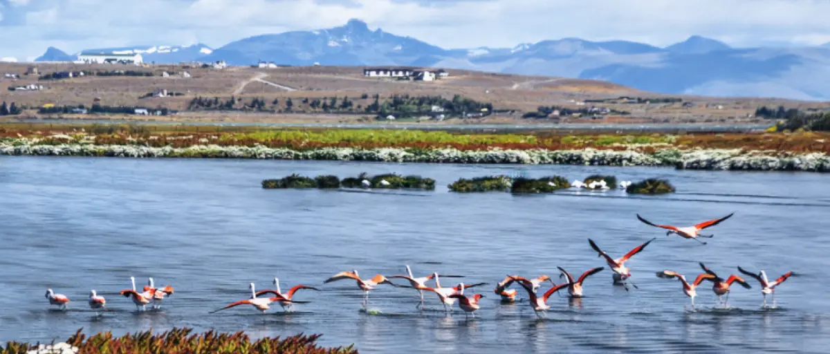 Pink flamingos feeding in Laguna Nimez with Lake Argentino and mountains in the background
