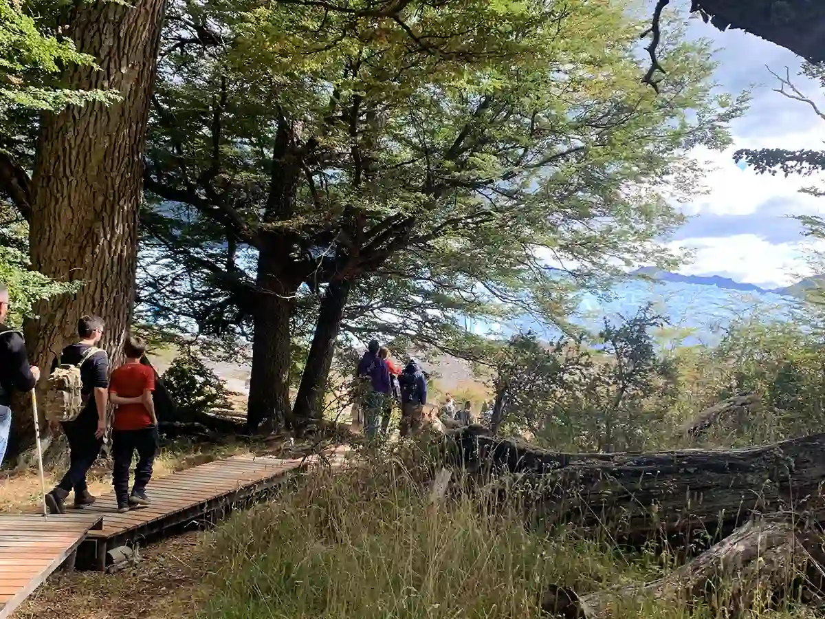 Trekking bosque magallánico Perito Moreno